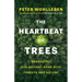 The Heartbeat of Trees: Embracing Our Ancient Bond with Forests and Nature