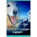 After Death Signs from Pet Afterlife & Animals in Heaven: How to Ask for Signs & Visits and What it Means