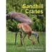 Sandhill Cranes, Family Times
