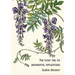 The plant and its ornamental applications