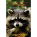 The Raccoon Handbook: Housing - Feeding And Care