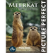 Meerkat: Picture Perfect Photo Book