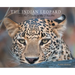 The Indian Leopard: In the Realm of the Phantom