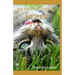 The Essential Guide to Herbs for Pets: Step By Step Guide To Growing, preparing And Using Herbs Successfully On Your Pets
