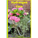 Hydrangea Care: How To Care For Hydrangeas For Beginners - Easy Home Gardening
