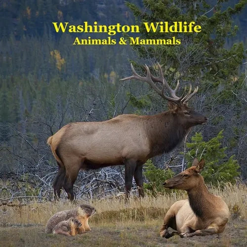 Washington State Animals and Mammals Kids Wildlife Book: Great Washington State Animals book with Lifelike Images and Fun Facts