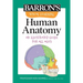 Visual Learning: Human Anatomy: An Illustrated Guide for All Ages
