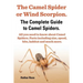 The Camel Spider or Wind Scorpion. the Complete Guide to Camel Spiders. All You Need to Know about Camel Spiders. Facts Including Size, Speed, Bite an