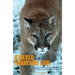 Stalked by a Mountain Lion: Fear, Fact, And The Uncertain Future Of Cougars In America
