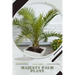 Majesty Palm Plant: Plant Guide