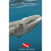Diver's Log Book: scuba diving log book 100 dives