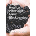 Simple How-To Plant and Grow Blackberries