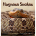 Hognose Snakes